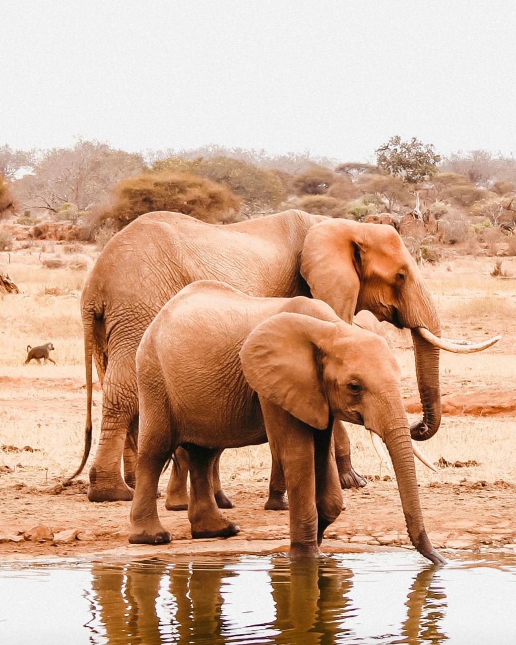 LUNA DE MIEL EN KENIA & TANZANIA