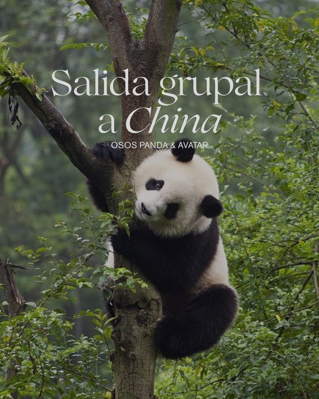 CHINA: OSOS PANDA & AVATAR SALIDA GRUPAL ABR 2027